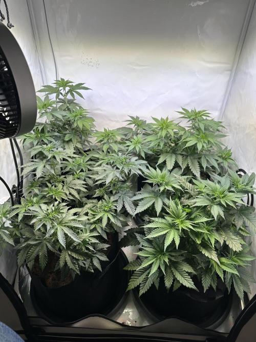 The Limited Edition Run. Week 8