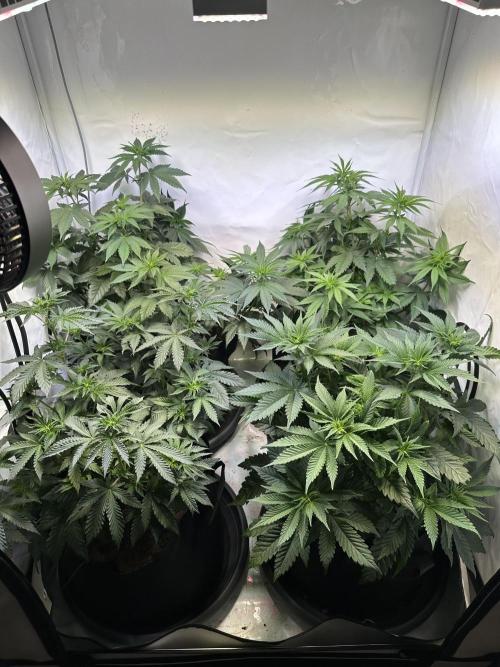 The Limited Edition Run. Week 8
