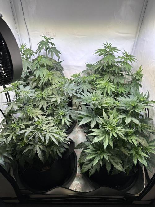 The Limited Edition Run. Week 8