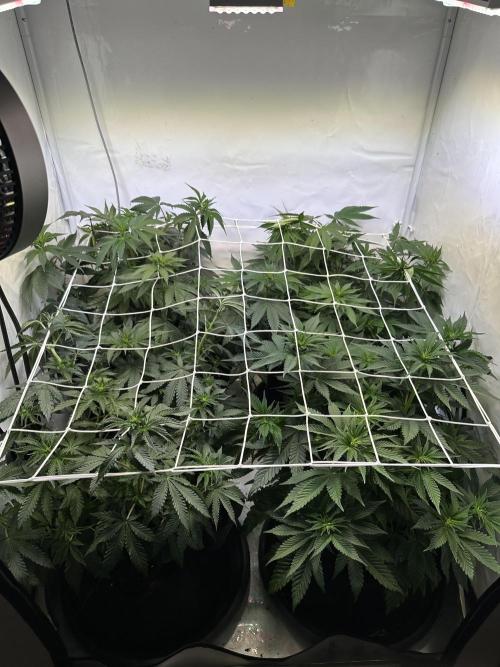 The Limited Edition Run. Week 8