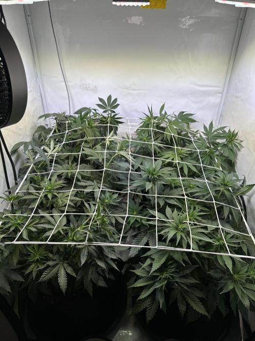 The Limited Edition Run. Week 9