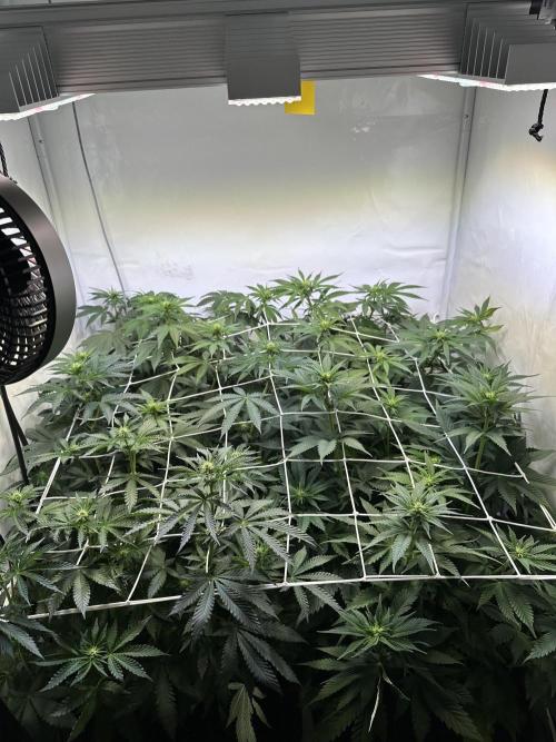 The Limited Edition Run. Week 9