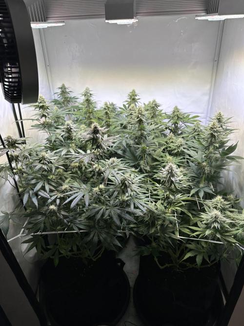 The Limited Edition Run. Week 12