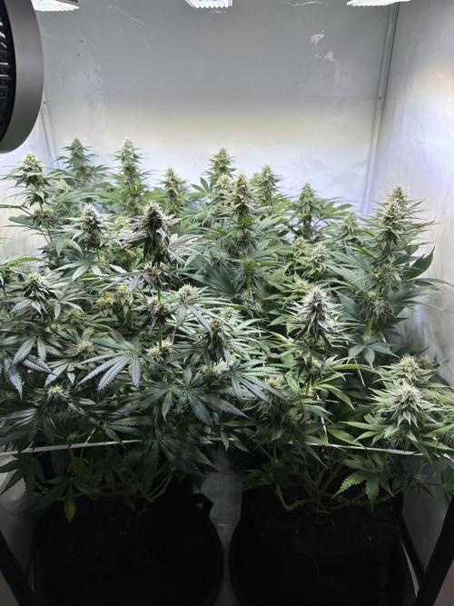 The Limited Edition Run. Week 12