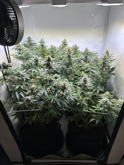 The Limited Edition Run. Week 12