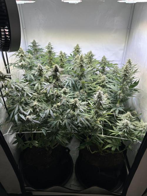 The Limited Edition Run. Week 12