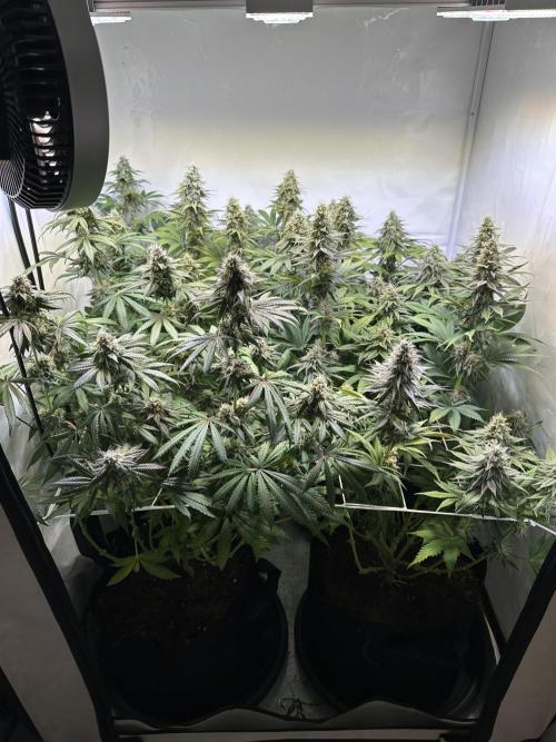 The Limited Edition Run. Week 14