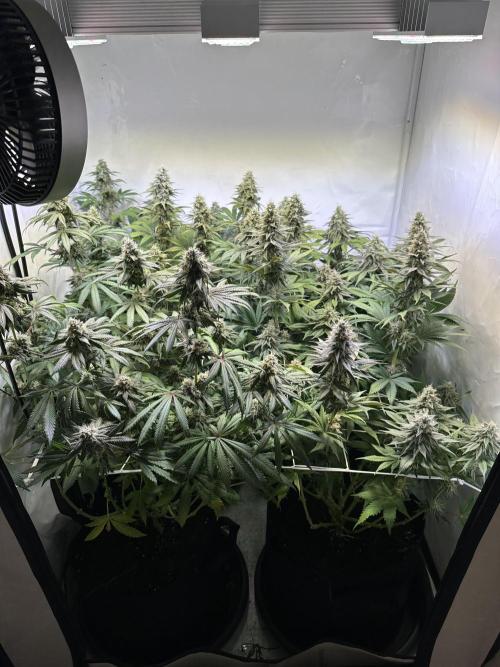 The Limited Edition Run. Week 14