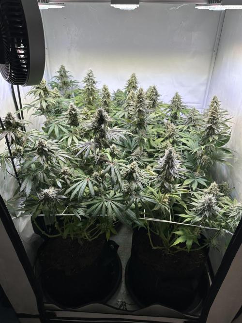 The Limited Edition Run. Week 14