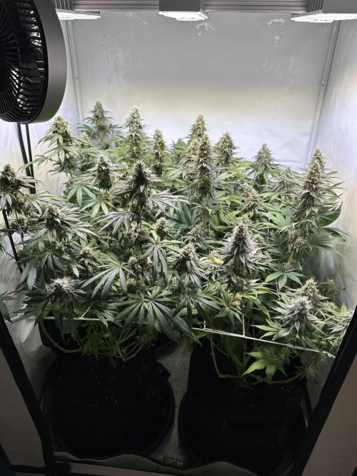 The Limited Edition Run. Week 14