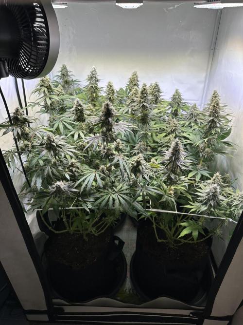The Limited Edition Run. Week 14