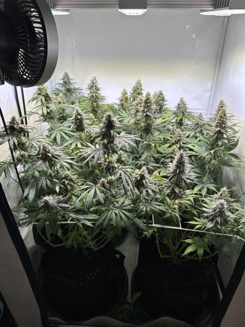 The Limited Edition Run. Week 14
