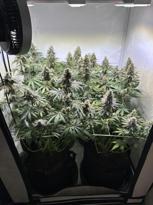 The Limited Edition Run. Week 15