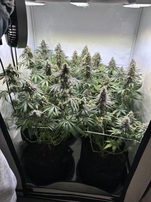 The Limited Edition Run. Week 15