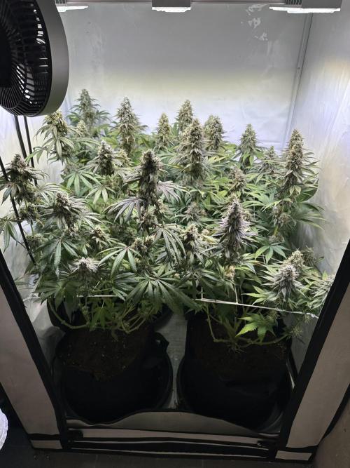 The Limited Edition Run. Week 15