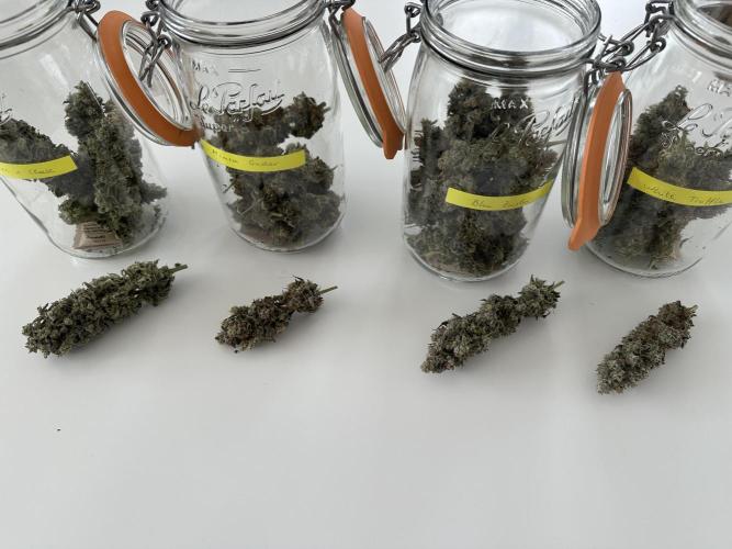 The Limited Edition Run. Week 17