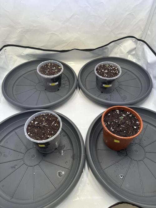 The Sativa Run. Week 0