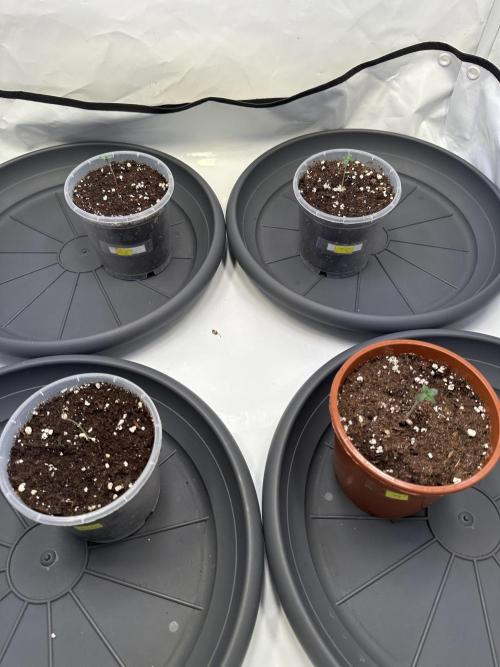 The Sativa Run. Week 0