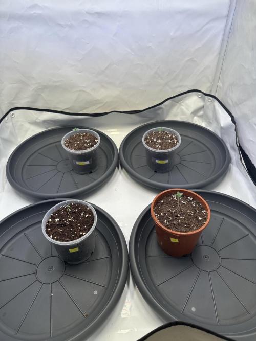 The Sativa Run. Week 0