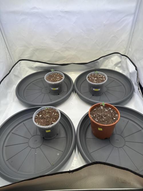 The Sativa Run. Week 0