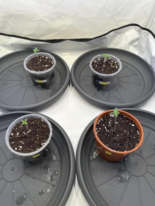 The Sativa Run. Week 0