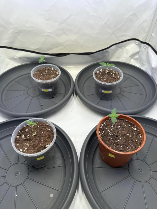The Sativa Run. Week 1