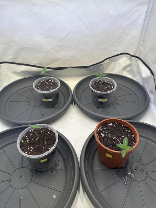 The Sativa Run. Week 1