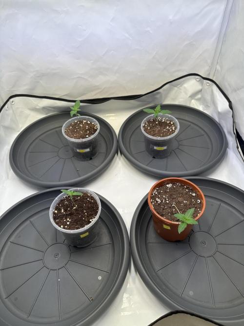 The Sativa Run. Week 1