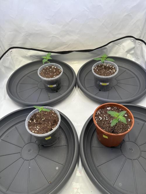 The Sativa Run. Week 1