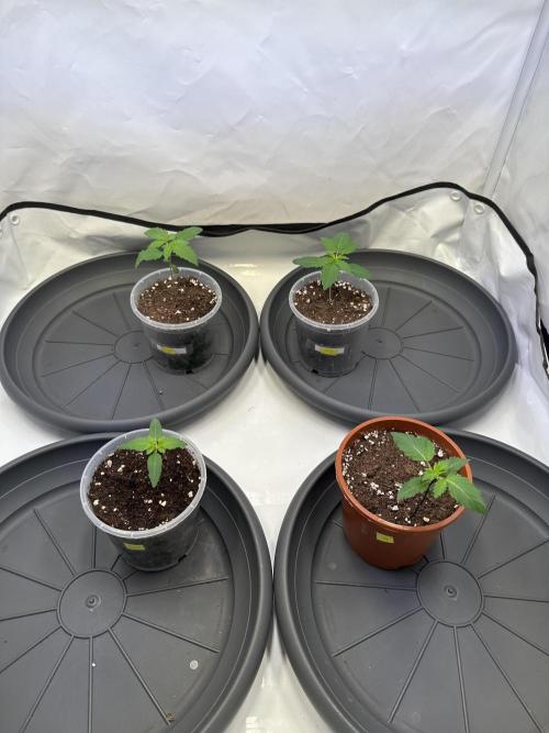 The Sativa Run. Week 1