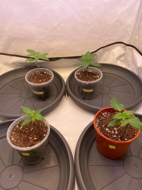 The Sativa Run. Week 2