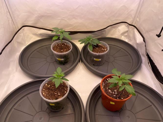 The Sativa Run. Week 2