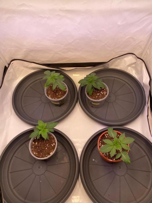 The Sativa Run. Week 2