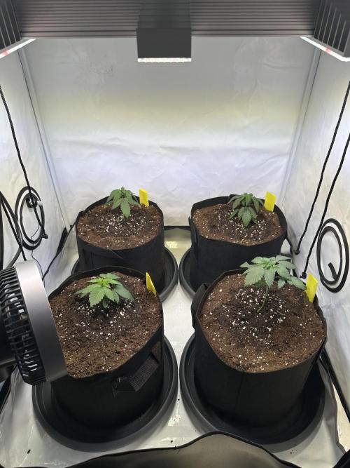 The Sativa Run. Week 2