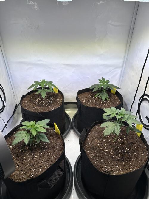 The Sativa Run. Week 3