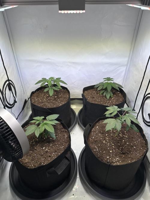 The Sativa Run. Week 3