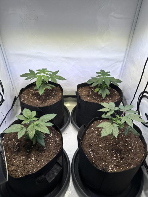 The Sativa Run. Week 3
