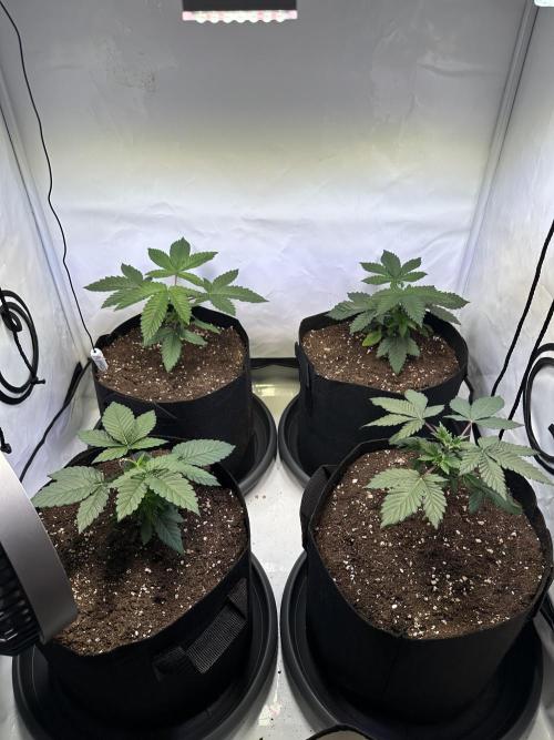 The Sativa Run. Week 3