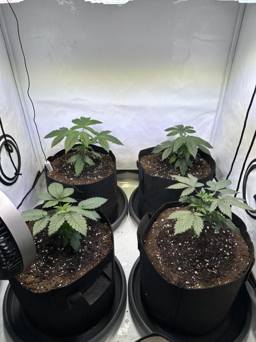 The Sativa Run. Week 3