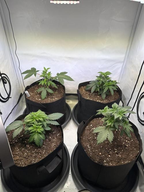 The Sativa Run. Week 4