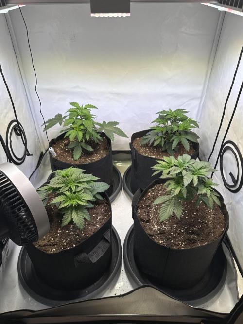 The Sativa Run. Week 4