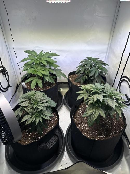 The Sativa Run. Week 4