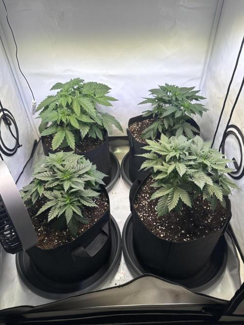 The Sativa Run. Week 4