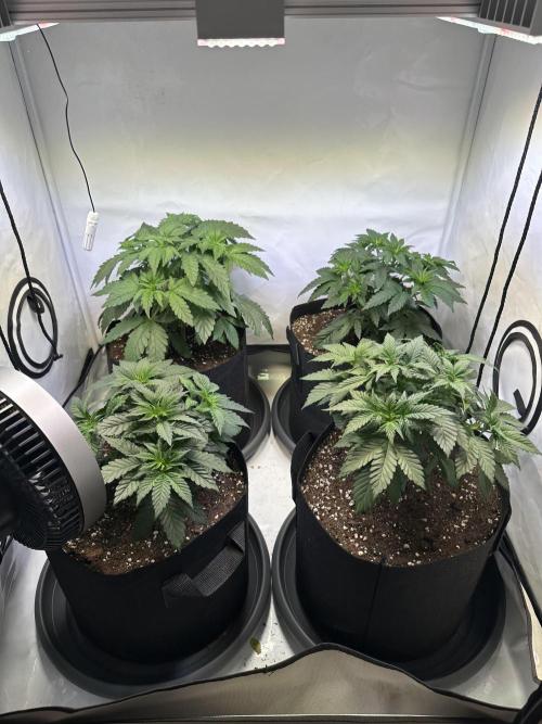 The Sativa Run. Week 4