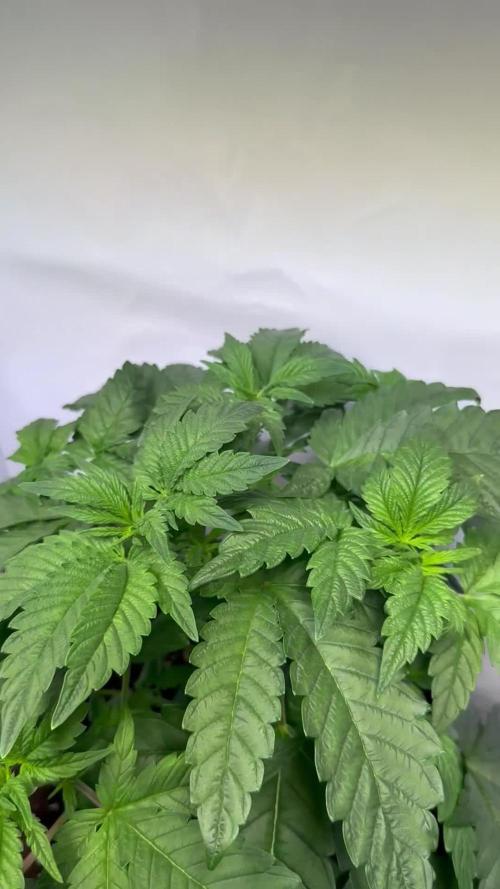The Sativa Run