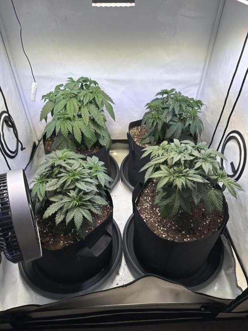 The Sativa Run. Week 5