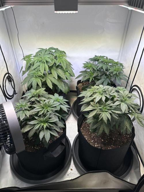 The Sativa Run. Week 5