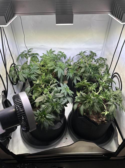 The Sativa Run. Week 5