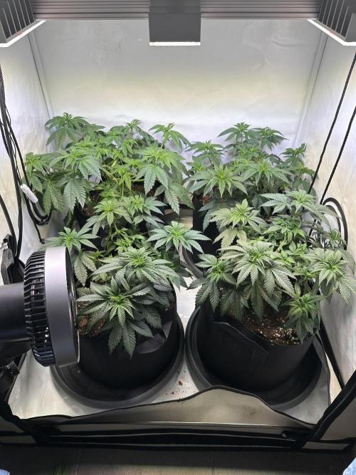 The Sativa Run. Week 5