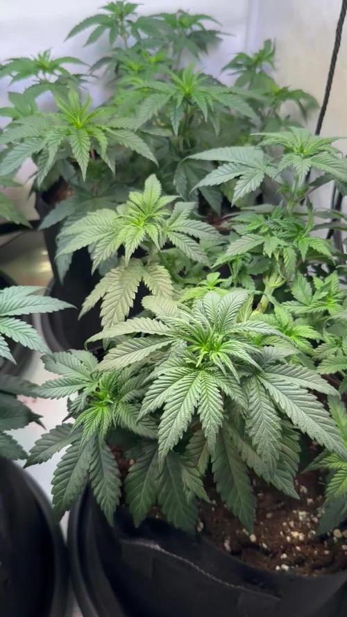 The Sativa Run